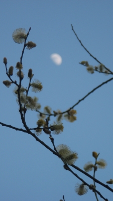 Frühlings-Mond