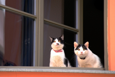 Am Fenster-Katzen