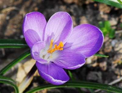 Krokusblüte