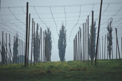 Hopfen und Malz verloren