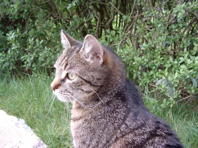 Kater im Grünen