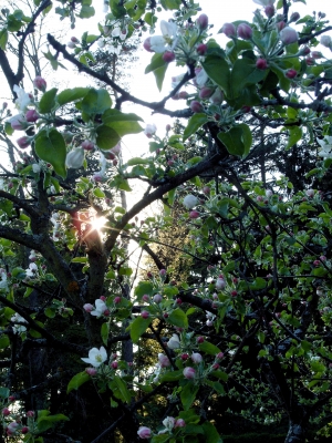Apfelbaum in der Sonne