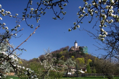 Obstbaumblüte an der Burg Ranis