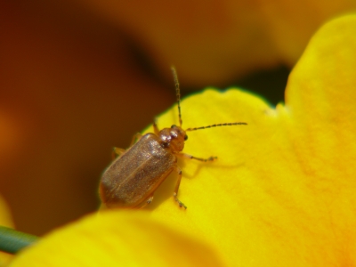 Käfer auf Primel