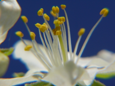 Obstblüte mal anders