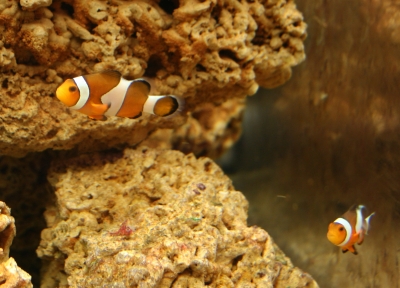 Der Clownfisch "Nemo"