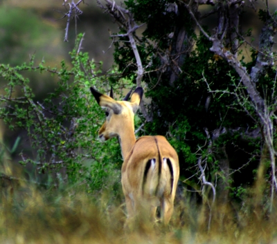 Gazelle im Busch