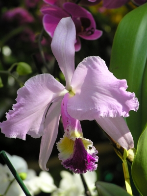 Cattleya, violettrosa