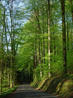 Durch den frühlingsgrünen Wald