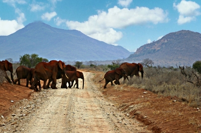 Elefanten haben Vorfahrt