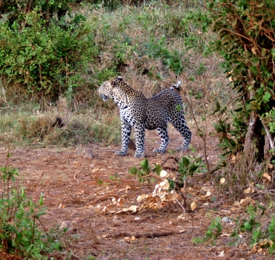 Leopard in freier Wildbahn