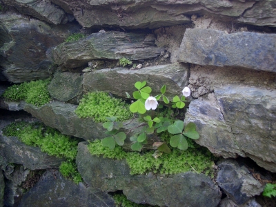 Mauerblümchen