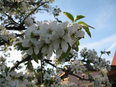 Biene an Birnbaumblüten