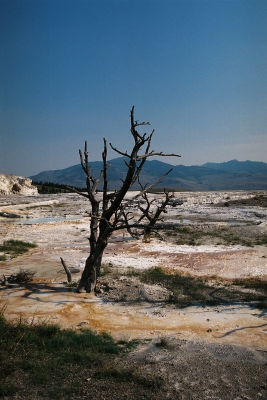 Yellowstone