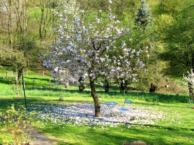 Blütenteppich unter der Magnolie
