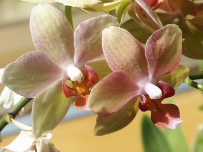 Mutters Orchideen 1