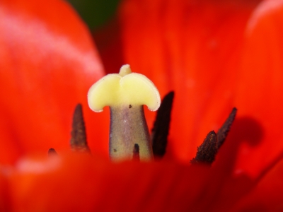 Innenleben der Tulpen 1