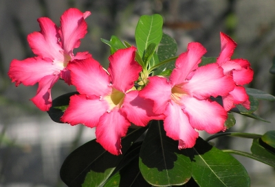 rotweiße Blüten