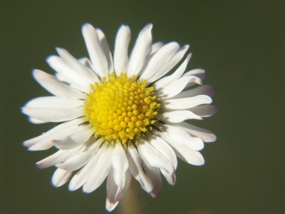 Gänseblümchen