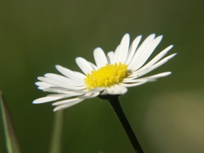 Gänseblümchen