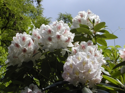fast reinweiße Rhododendronblüten
