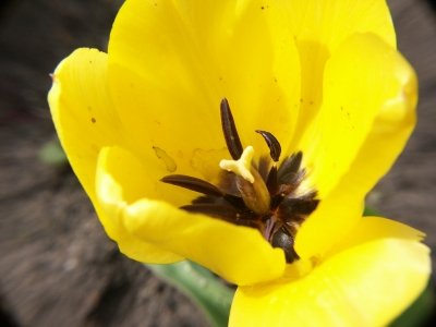 Innenleben einerTulpe