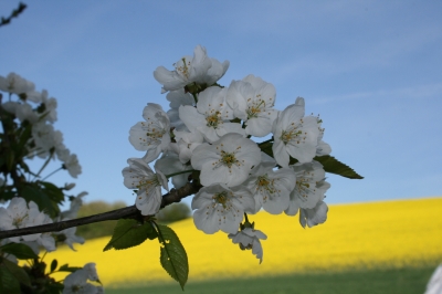 KIrschblüte überm Rapsfeld