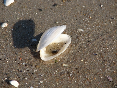 muschel am Strand 2