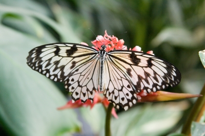 Schmetterling05
