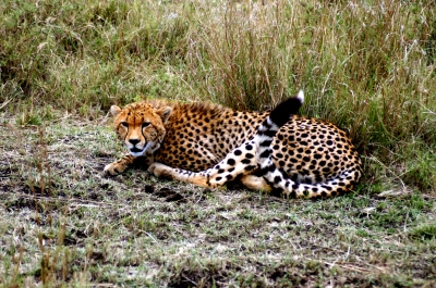 Entspannter Gepard
