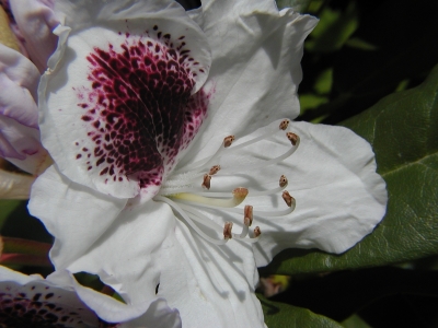 Rhododendron-Einzelblüte mit dunkelrotem Fleck