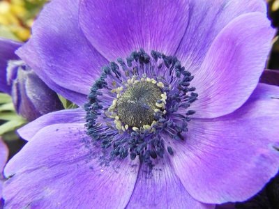 Anemonenblüte