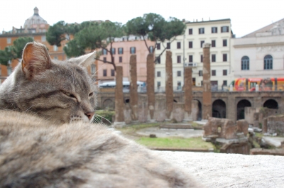 Die Katzen der Torre Argentina - ROMA