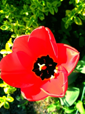 Tulpe geöffnet näher