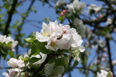 Apfelblüten und Biene