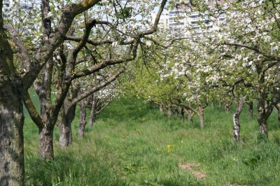 Frühlingswiese in Frankfurt am Main