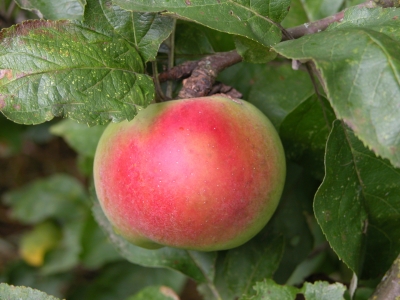 knackiger Apfel