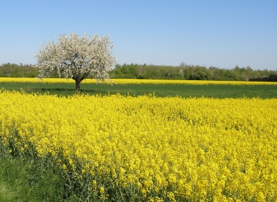 Blühender Baum im Rapsfeld