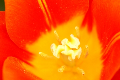 Blüte aus der Nähe Blüte aus der Nähe