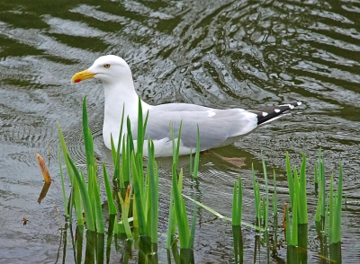 Möwe