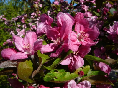 Frühling