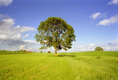 Baum in der Landschaft