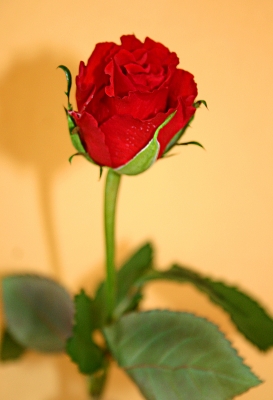 Einzelne Rose