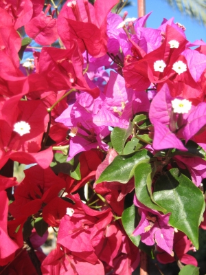 Bougainvillea02