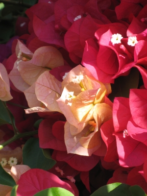 Bougainvillea03