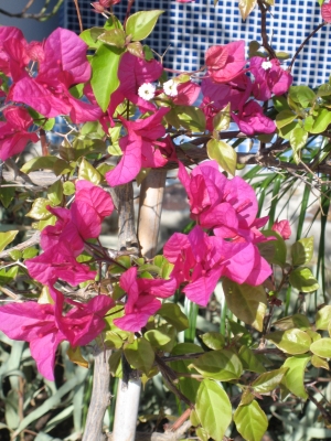 Bougainvillea04