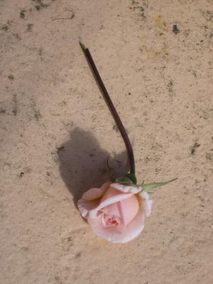 kleine Rose