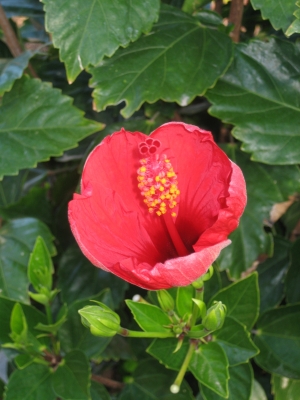 Hibiskus rot