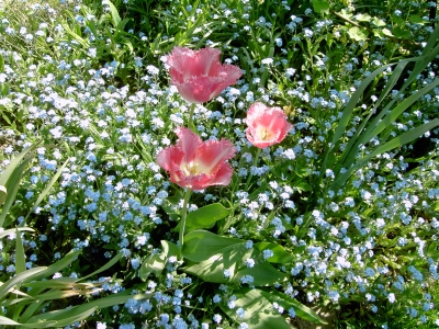 Vergissmeinnicht und Tulpen
