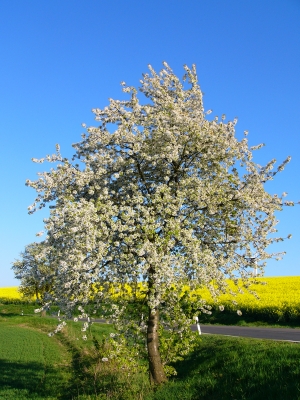 Frühling